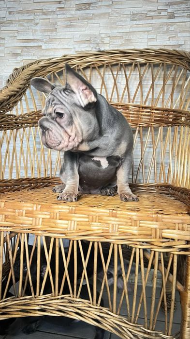 Продаж Французького бульдуга дівчинка