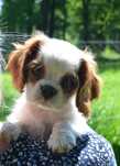 Cavalier King Charles Spaniel rodowódZKWP/FCI blenheim/tricolor