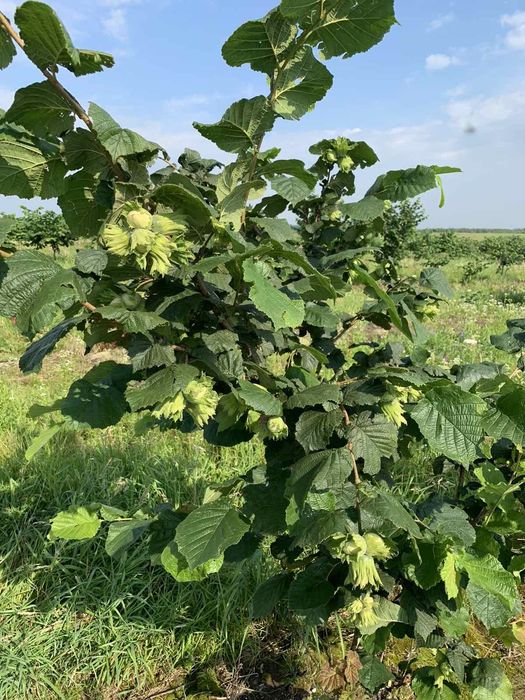 Дворічні саджанці та Фундук