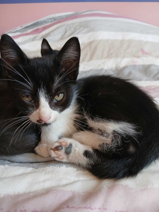 Gatinhos para adoção