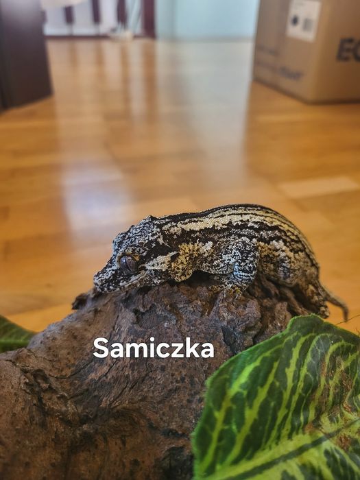 Para - Gekon Nie-orzęsiony, Uszaty