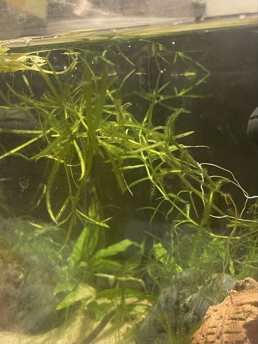 Trawa gupikowa najas guadalupensis roslinka akwariowa dla krewetek