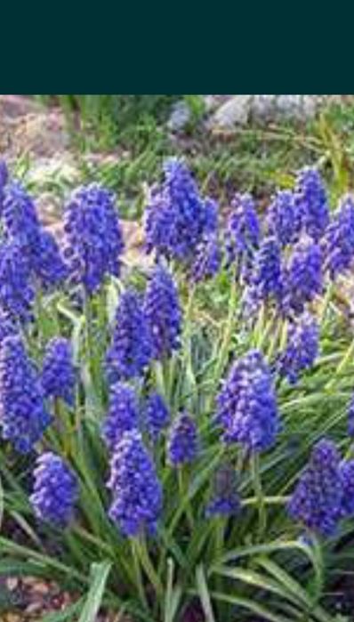 многолетний Мускари