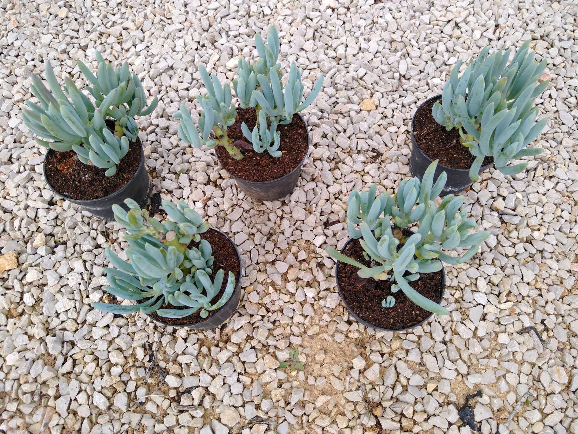 plantas Senecio serpens