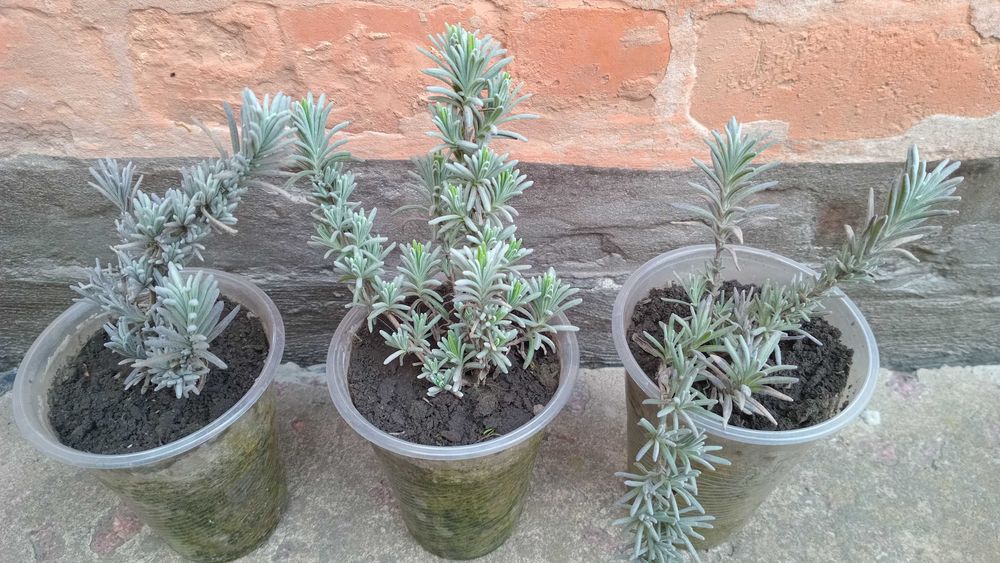 Лаванда. Двухлетние саженцы.