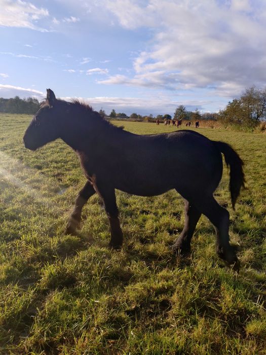 Źrebaki zimnokrwiste