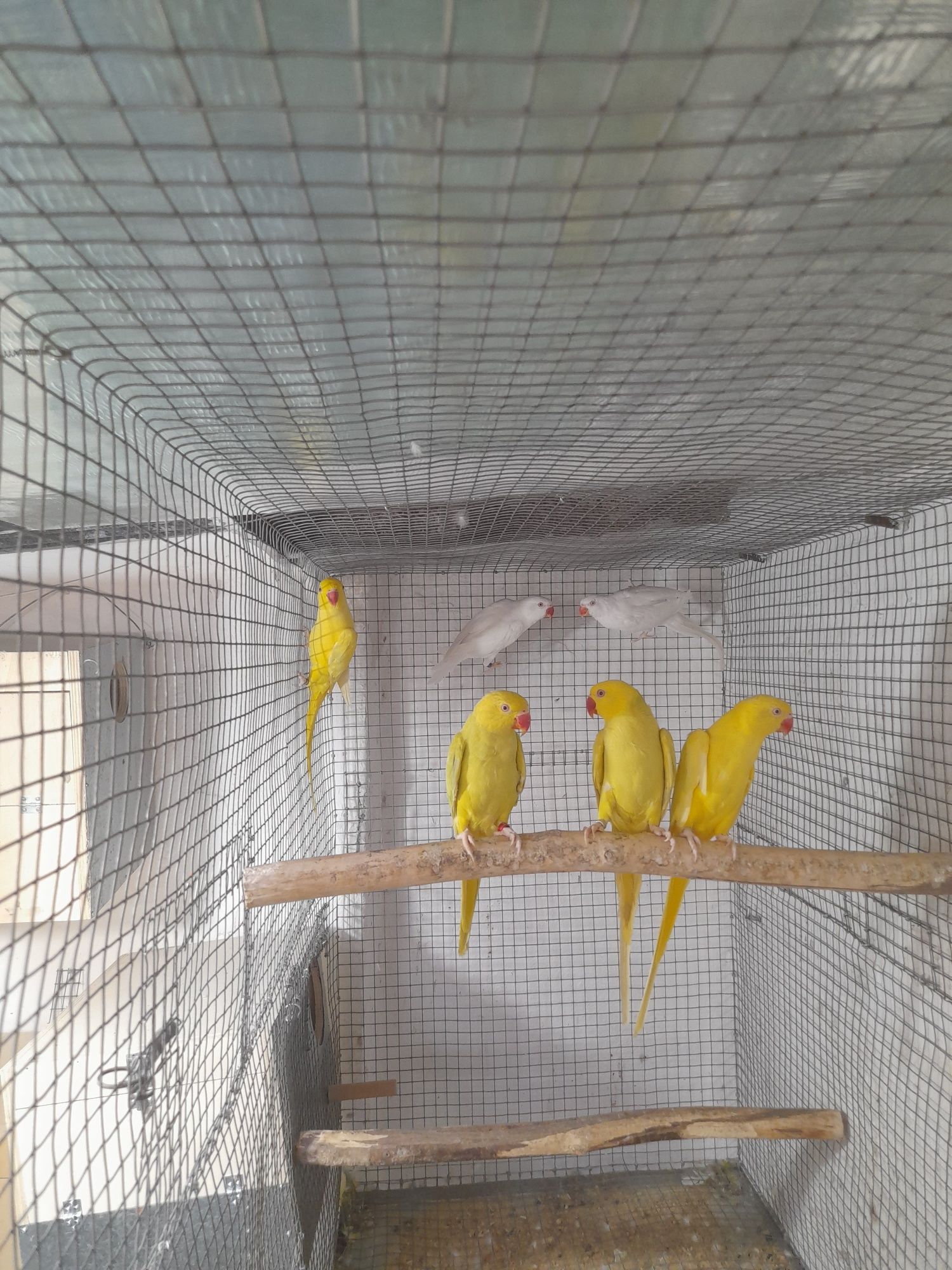 Ring Necks M / F