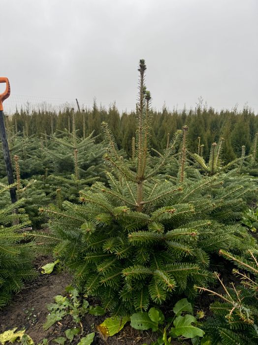 CHOINKI jodły kaukaskie 50zl