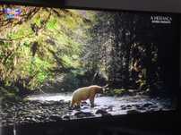 LG OLED 77'' polegadas ( 195,6 cm ) A1 | 4K UHD 

Televisor comprado