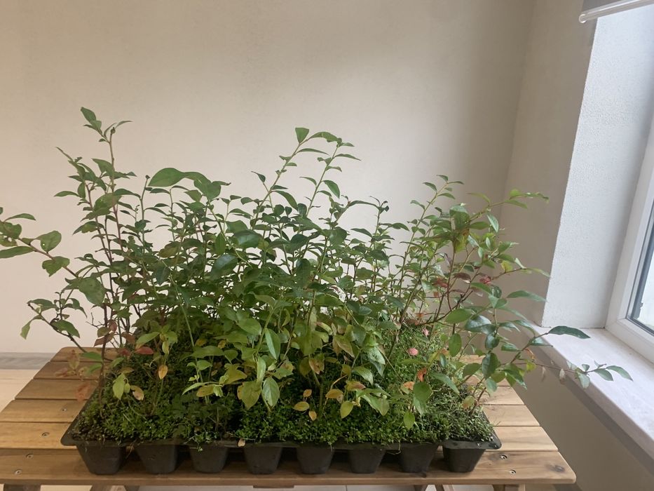 Лохина 1-річка в касетах по 40 шт (голубика, чорниця)