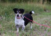 Dropi- pies do adopcji