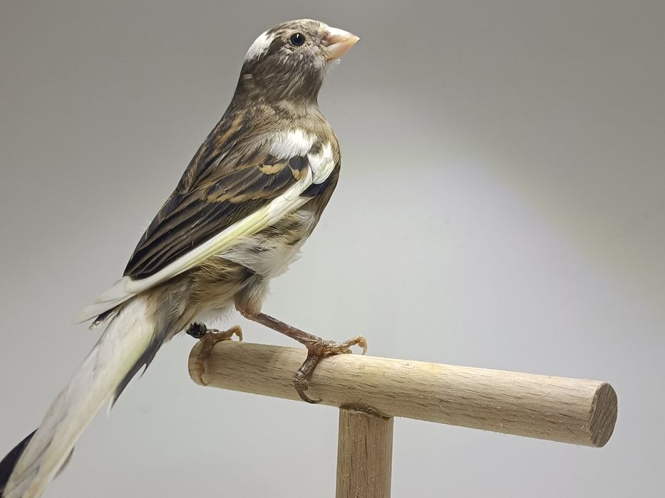 Kanarek kanarki slavujar