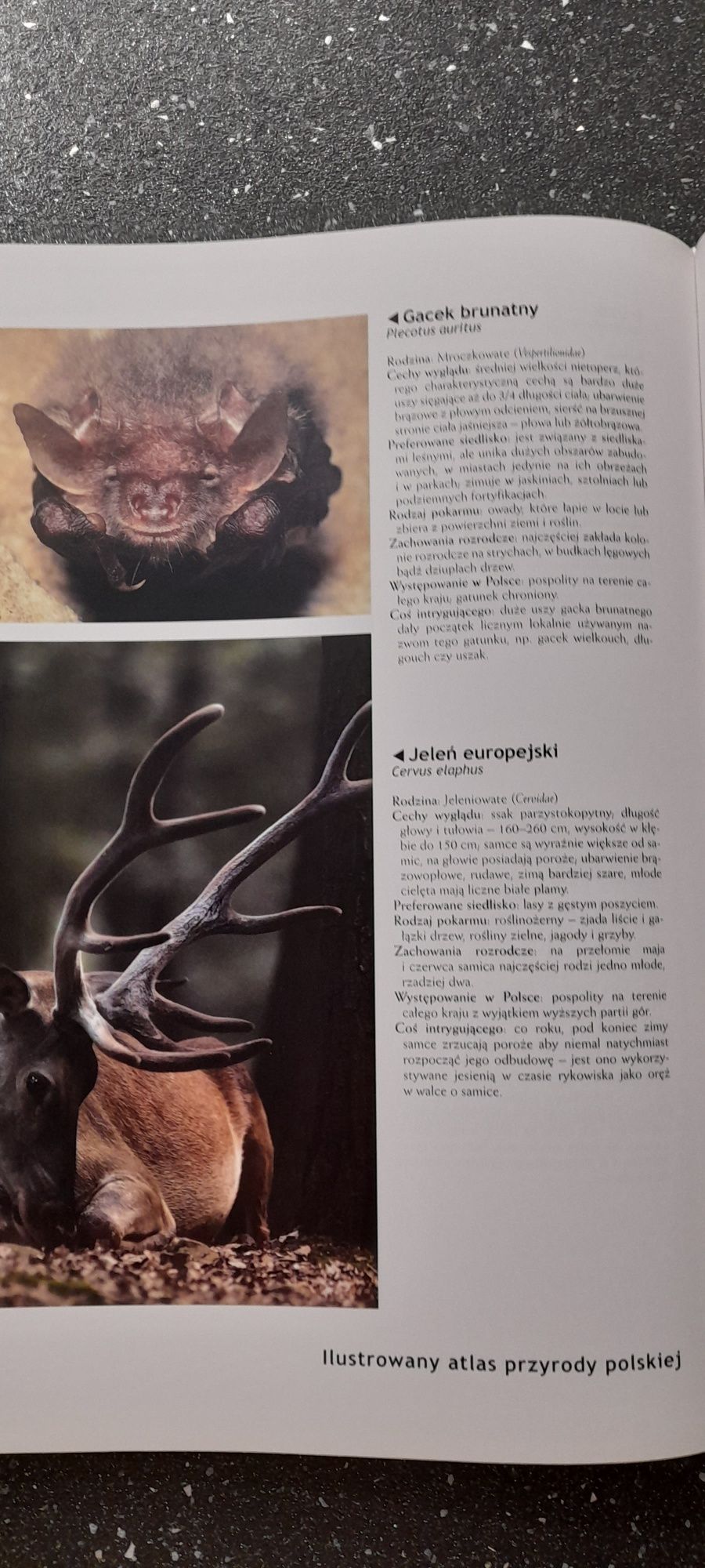 Ilustrowany atlas przyrody  polskiej