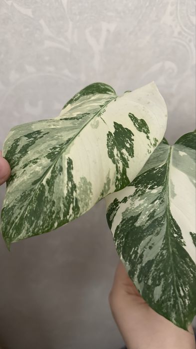 зріз верхівки Монстера альба на 4 листи