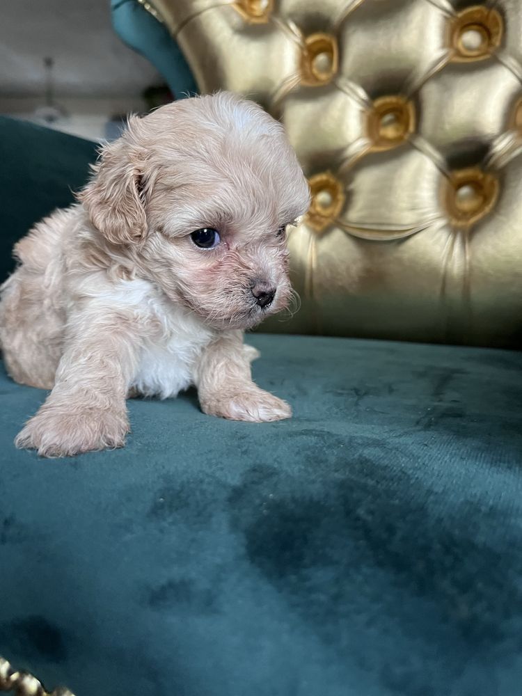 Maltipoo piesek maltańczyk pudel