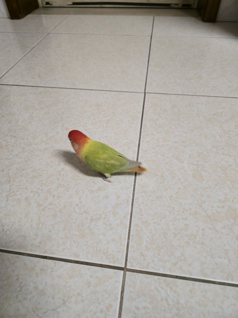 Vendo agaporni femea