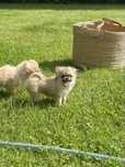 Chihuahua długowłosa mini mini