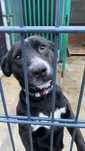 Mira do adopcji.
