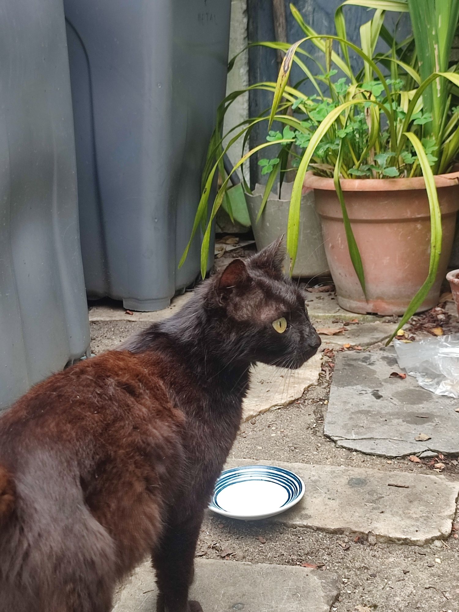 Dão-se gatinhos. Para adoção responsável!