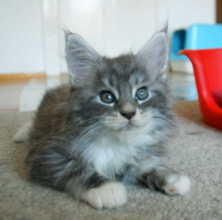 Maine Coon kocurek Bydgoszcz