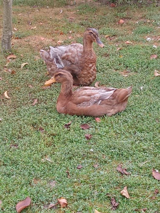 Kaczki ruanskie jaja jajka legowe