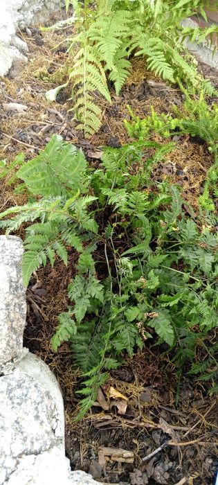 Папоротник...Кочедыжник ниппонский
