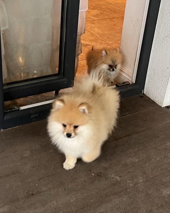 Szpic miniaturowy Misiu Samiec Pomeranian Boo