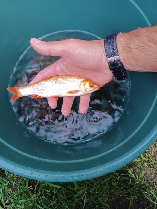 Karp narybek  / kroczek  . Lin , Amur  , Tołpyga .