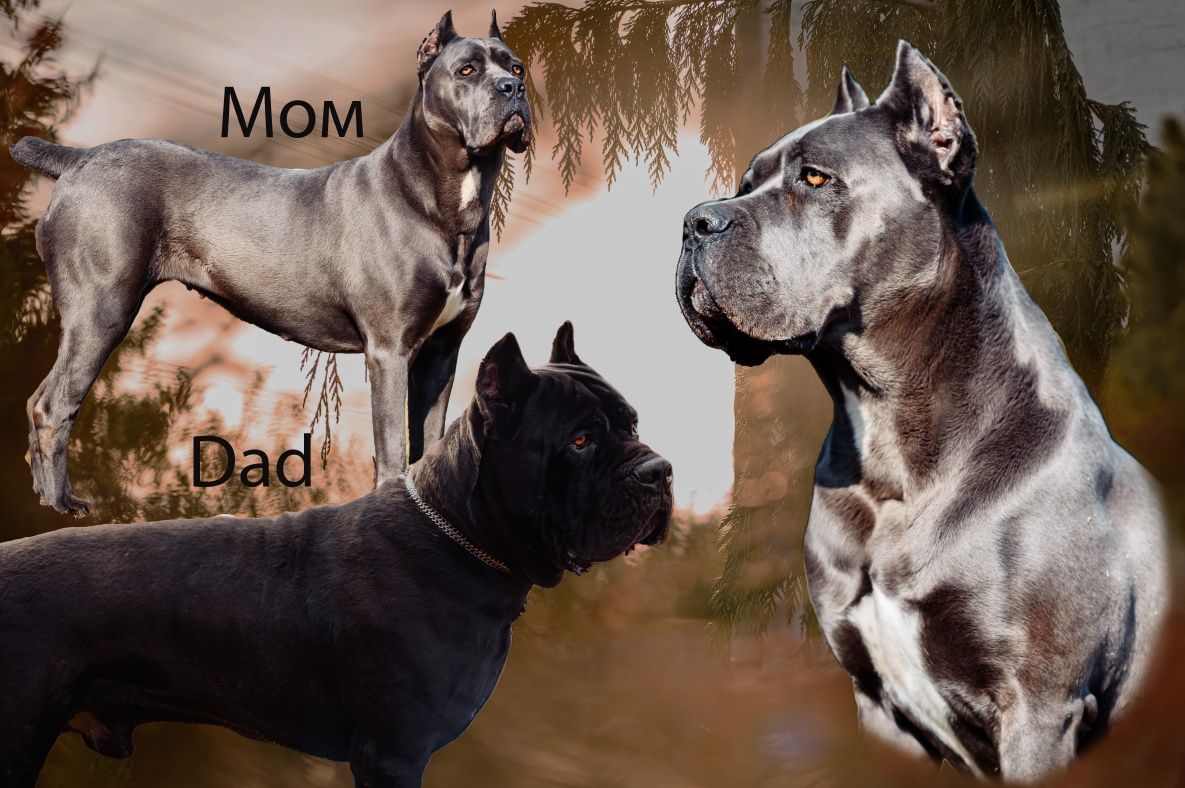 Кане корсо цуценята КСУ щенки Cane corso