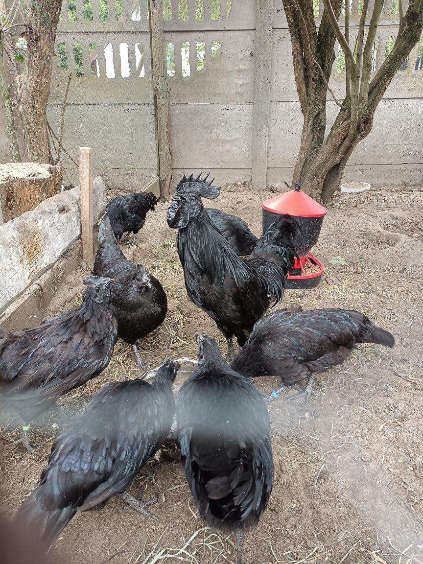 Jajka legowe Ayam Cemani Kochin Białoczub Silka