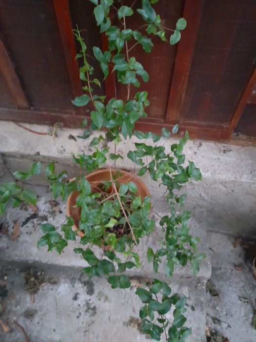 Arbusto de fruta pitanga