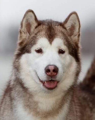Alaskan Malamute odbiór listopad 2025