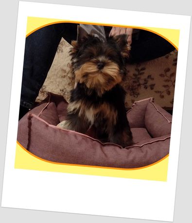 Yorkshire Terrier piesek PIXEL