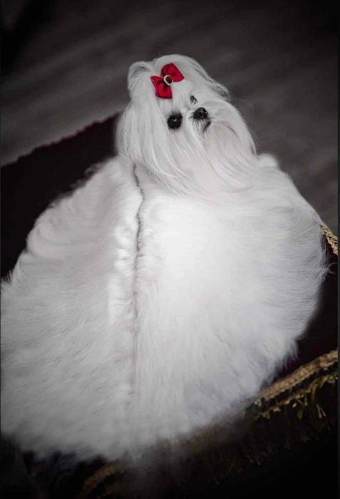 Грумер. Грумінг для Ваших домашніх улюбленців (собак та котів )