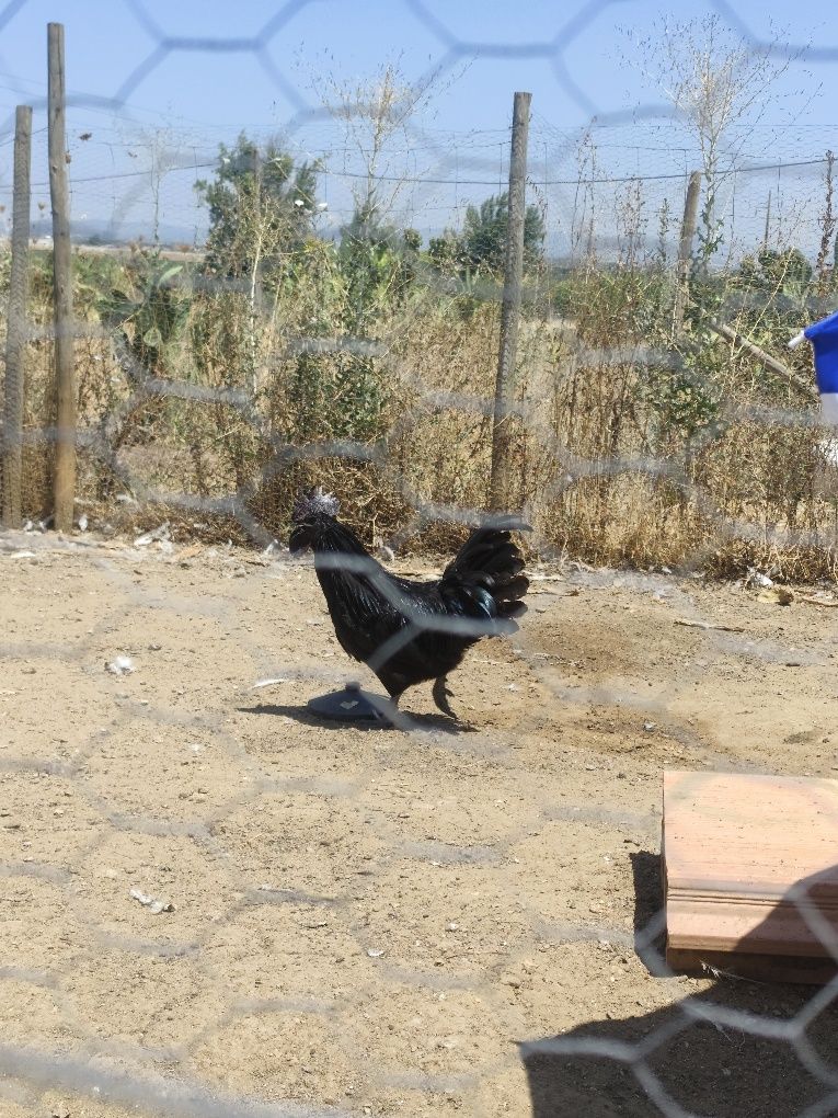Galo Ayam cemani