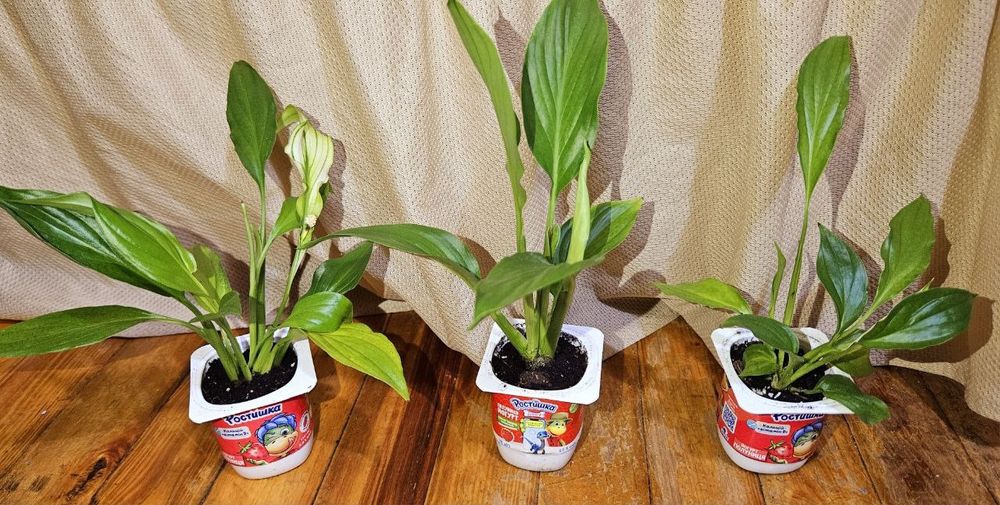 Спатифілум, з квітами.