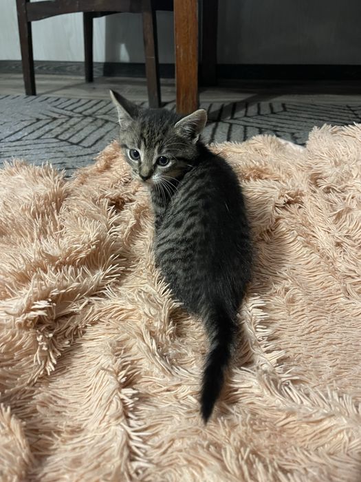 Маленькі кошенята