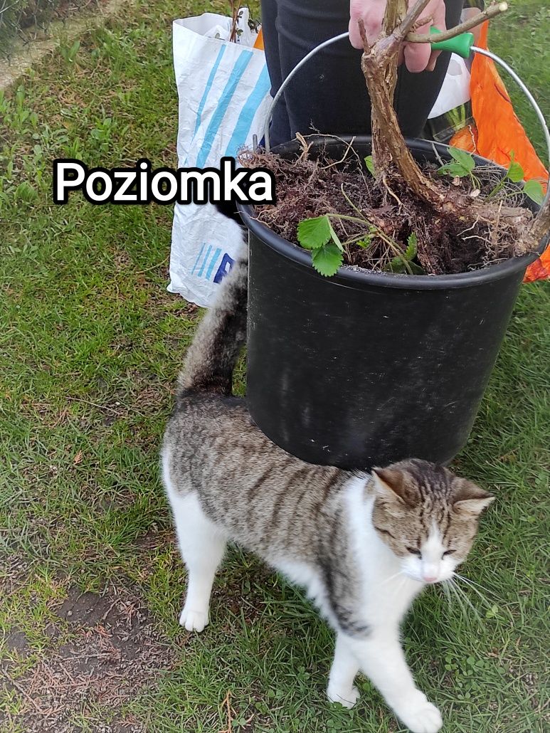 Poziomka szuka domu