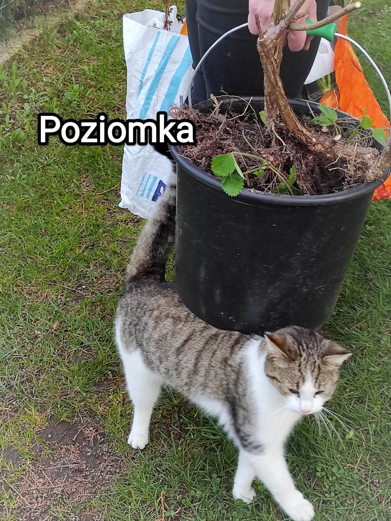 Poziomka szuka domu