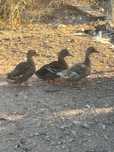 Urgente Vendo trio de patos bravos