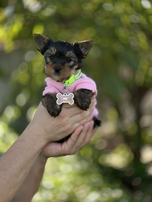 Маленька йорк дівчинка з акуратною мордочкою