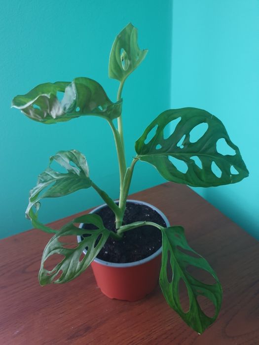 Набори всіх сортових антуріумів