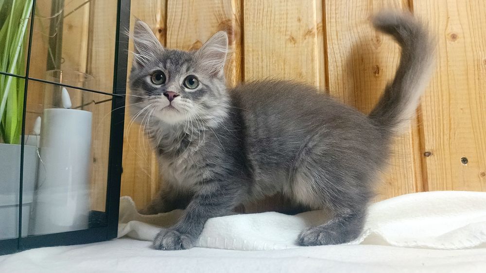 Kocurek syberyjski gotowy do odbioru