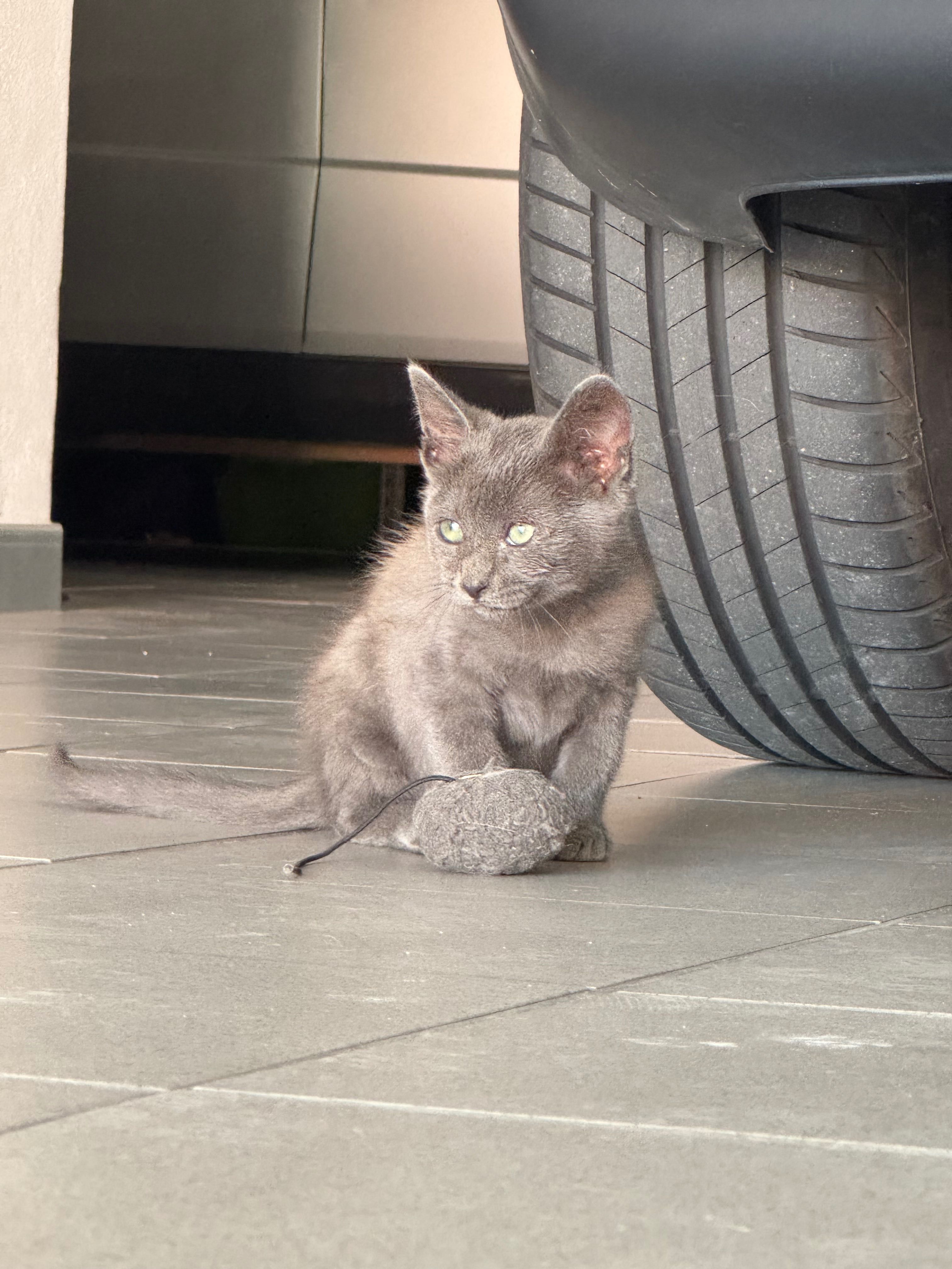 Gatinho para adoção