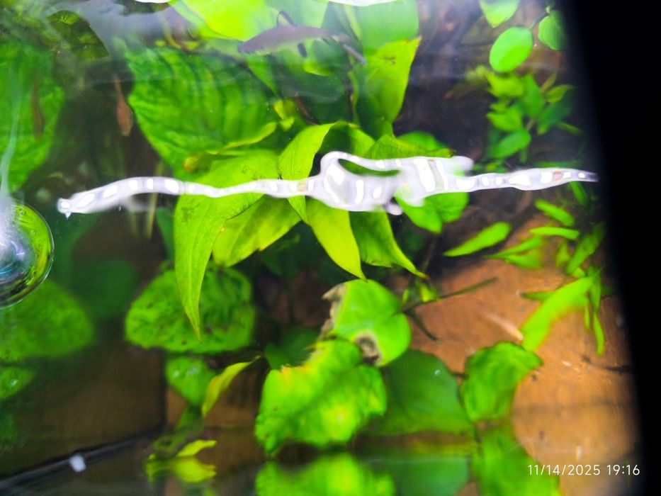Anubias planta de aquário