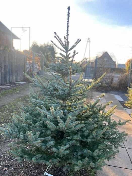 Świerk Srebrny Cięty od PRODUCENTA