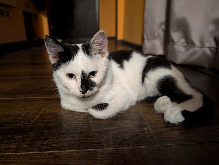 Милый котик ищет семью