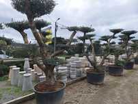 Oliveiras bonsai
