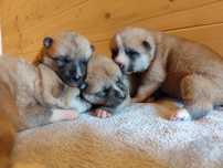 AKITA INU rodowód
