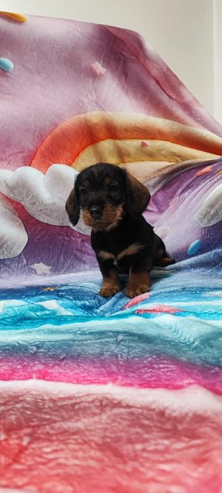 Teckel Fêmea Standard Cerdoso